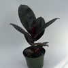 Ficus Elastica Burgundy