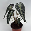 Alocasia Bambino