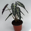 Alocasia Bambino