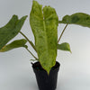 Philodendron Paraiso Verde