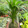 Palm Areca Kokedama