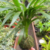 Palm Areca Kokedama
