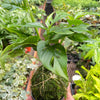 Monstera Swiss Cheese Kokedama