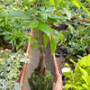 Money Tree 'Guiana Chestnut' Pachira Braid Kokedama
