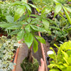 Money Tree 'Guiana Chestnut' Pachira Braid Kokedama