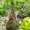 Ficus Ginseng Kokedama
