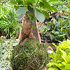Ficus Ginseng Kokedama
