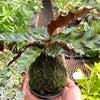 Calathea Rattlesnake Kokedama