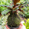 Calathea Rattlesnake Kokedama