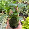 Peperomia Thailand Kokedama