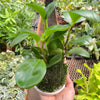 Peperomia Thailand Kokedama