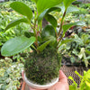 Peperomia Thailand Kokedama