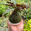 Calathea Rattlesnake Kokedama