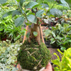 Ficus Ginseng Kokedama
