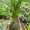 Palm Areca Kokedama
