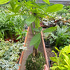 Money Tree 'Guiana Chestnut' Pachira Braid Kokedama