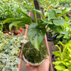 Monstera Swiss Cheese Kokedama