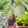 Philodendron 'Mamei'