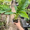Philodendron 'Narrow Escape'