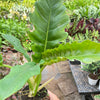 Philodendron 'Narrow Escape'