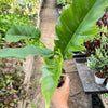 Philodendron 'Narrow Escape'