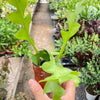 Shark Tooth Orchid Cactus