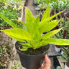Philodendron 'Calkins Gold'