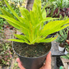 Philodendron 'Calkins Gold'