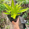 Philodendron 'Calkins Gold'