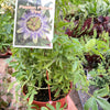 Passion Flower (Maracuya, Granadilla)