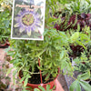 Passion Flower (Maracuya, Granadilla)