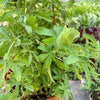 Passion Flower (Maracuya, Granadilla)