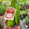 Dragon Fruit (Pitaya)