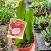 Dragon Fruit (Pitaya)