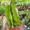 Dragon Fruit (Pitaya)