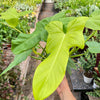 Philodendron 'Golden Dragon'