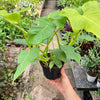 Philodendron 'Golden Dragon'