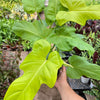 Philodendron 'Golden Dragon'