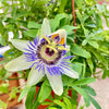 Passion Flower (Maracuya, Granadilla)