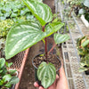 Peperomia Ecuador