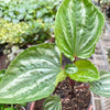 Peperomia Ecuador