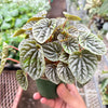 Peperomia 'Emerald Ripple'