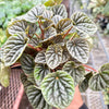 Peperomia 'Emerald Ripple'