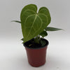 Anthurium King of Clarinervicum x Magnificum
