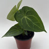 Anthurium King of Clarinervicum x Magnificum