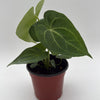 Anthurium King of Clarinervicum x Magnificum