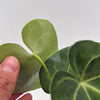 Anthurium King of Clarinervicum x Magnificum