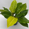 Philodendron Moonlight