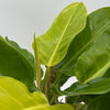 Philodendron Moonlight