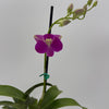 Mystery Blooming Orchid